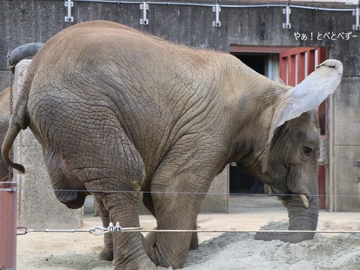 とべ動物園ブログ：やぁ！とべとべずー