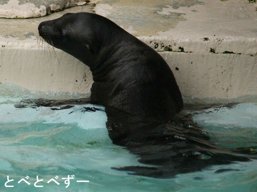 今年生まれたカリフォルニアアシカの赤ちゃん（とべ動物園）