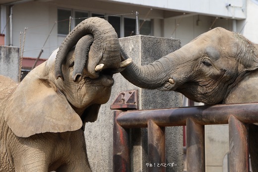 サバンナゾウ、マルミミゾウ大好きブログ：やぁ！とべとべずー