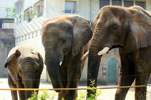 とべ動物園アフリカゾウのブログ：やぁ！とべとべずー