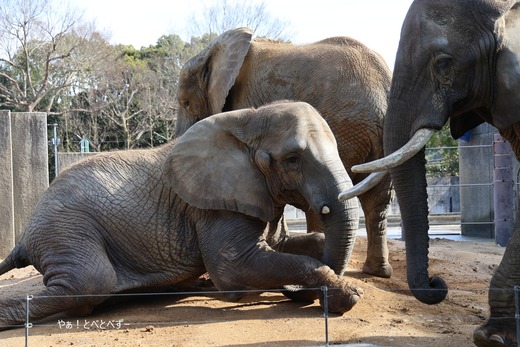 日本で唯一アフリカゾウの家族が暮らす愛媛とべ動物園