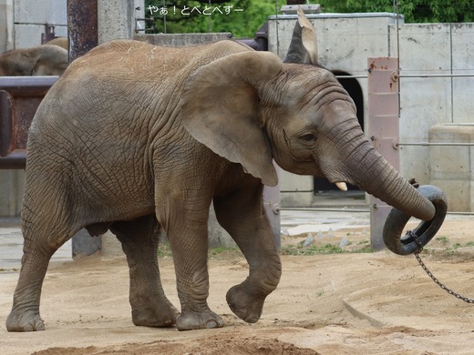 タイヤで遊ぶアフリカゾウの子ゾウの砥愛＠とべ動物園