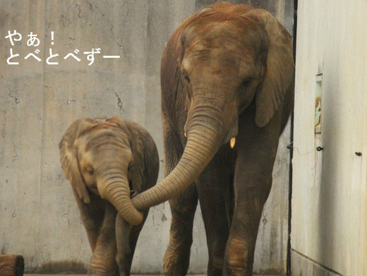 とべ動物園ブログ：アフリカゾウ、白くまピース、レッサーパンダ