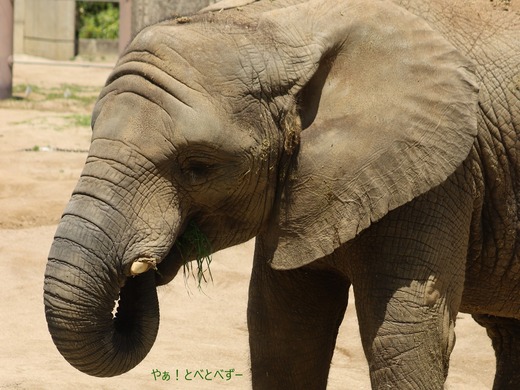アフリカゾウ、アジアゾウ大好きブログ:やぁ!とべとべずー