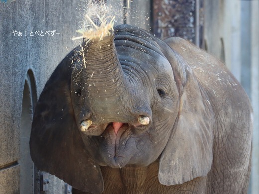 とべ動物園、再開しました♪:アフリカゾウの砥愛