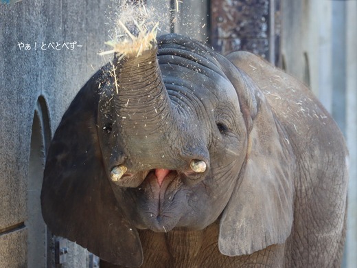 とべ動物園、再開しました♪：アフリカゾウの砥愛