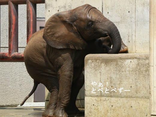 とべ動物園アフリカゾウのブログ:やぁ!とべとべずー