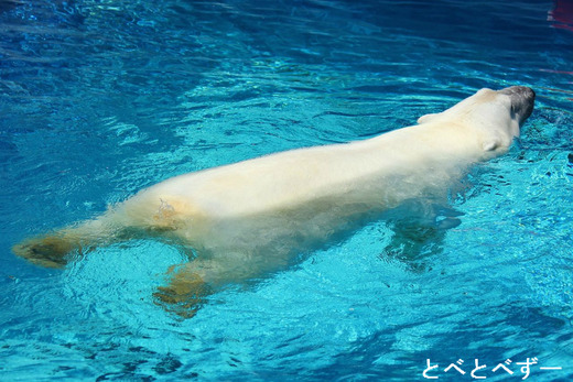 愛媛県とべ動物園の人気者「白くまピース」