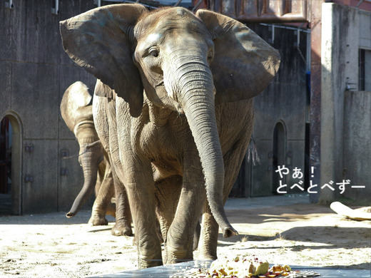 日本で初めて人工哺育で育った媛ちゃん：愛媛とべ動物園