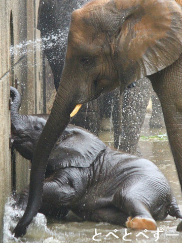 とべ動物園アフリカゾウの仲良し姉妹：媛ちゃん、砥愛ちゃん