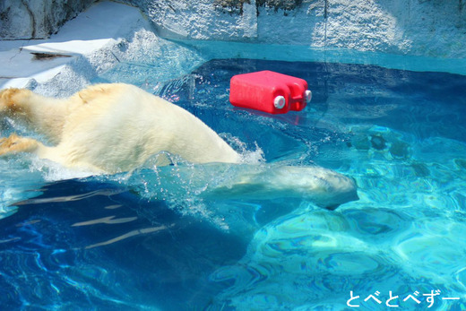 ピースを育てた飼育係の高市さん