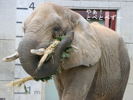 とべ動物園アフリカゾウ：アフ、リカ、媛、砥夢、砥愛