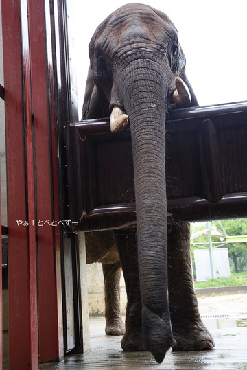 とべ動物園アフリカゾウ：リカさん（メス、推定３９歳）