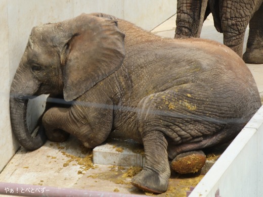 とべ動物園ブログ：やぁ！とべとべずー