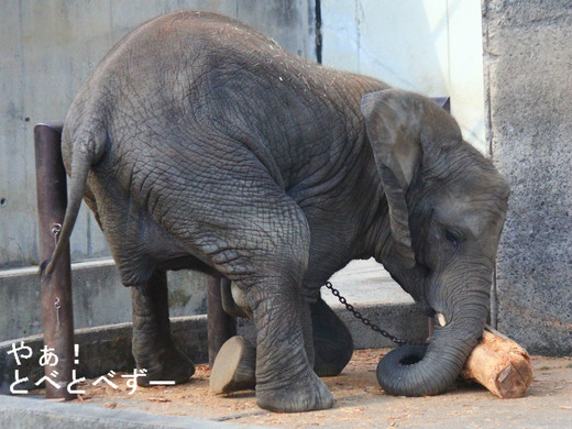 とべ動物園ブログ：アフリカゾウ、しろくまピース