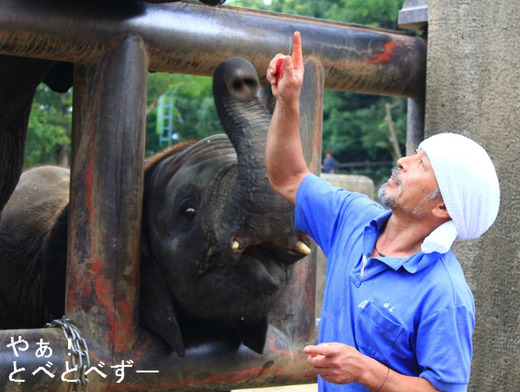 とべ動物園「夜の動物園」のアフリカ象のイベントの様子