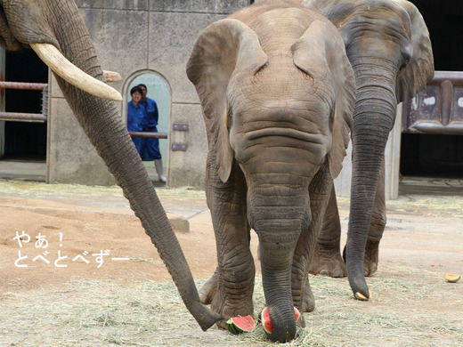 とべ動物園ブログ：砥愛、タフ、ティア、ハヤト