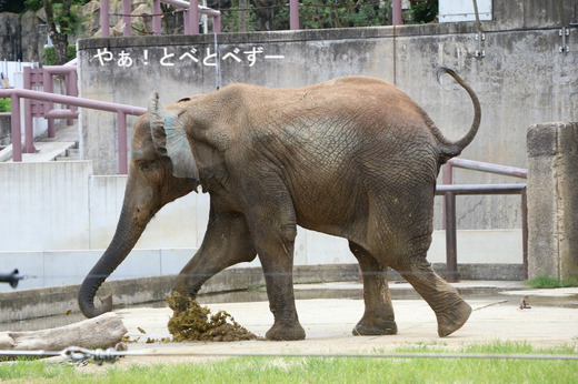 とべ動物園ブログ：やぁ！とべとべずー