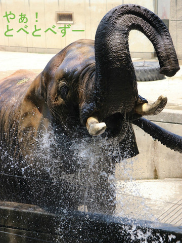 とべ動物園アフリカゾウ：リカ母さん（推定32歳）