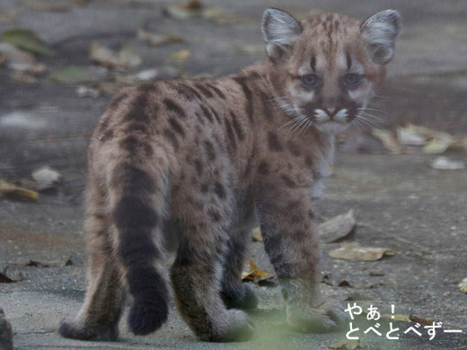 愛媛県立とべ動物園:ピューマの赤ちゃん