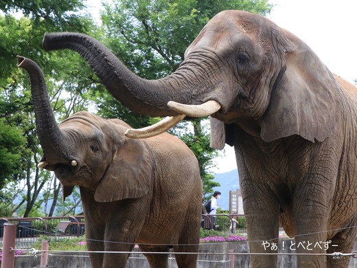 とべ動物園アフリカゾウのブログ：やぁ！とべとべずー