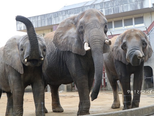 とべ動物園アフリカゾウ:アフ、リカ、媛、砥夢、砥愛