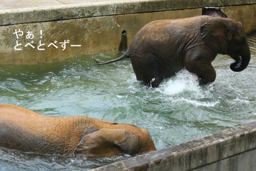 とべ動物園のアフリカゾウの赤ちゃん：砥愛ちゃん