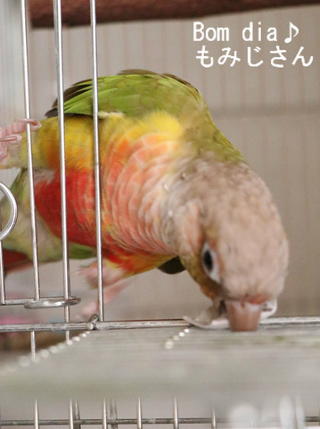 ウロコインコのブログ:Bom dia♪もみじさん