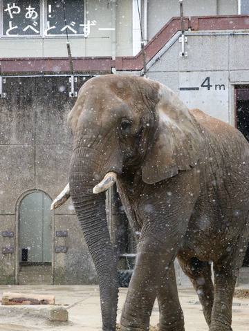 とべ動物園アフリカゾウ