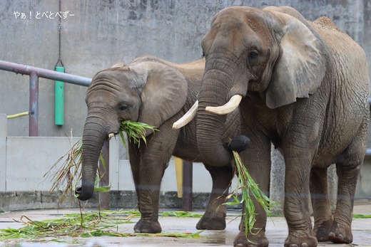 アフリカゾウの親子:リカ、砥愛
