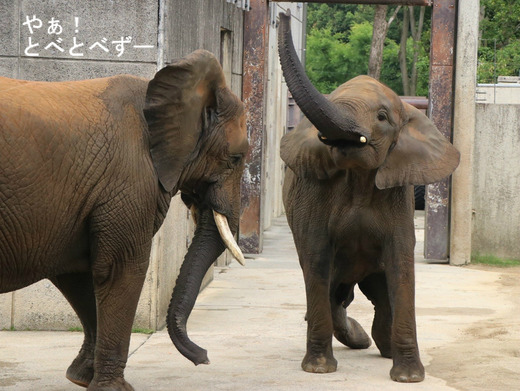 日本で初めて人工哺育で育ったアフリカゾウの媛ちゃん（11歳）