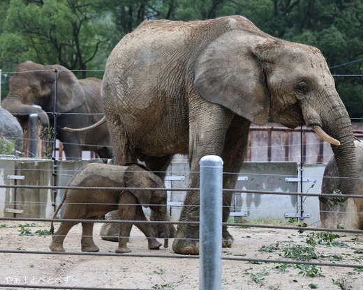 安佐動物公園マルミミゾウの親子：メイ、赤ちゃん）