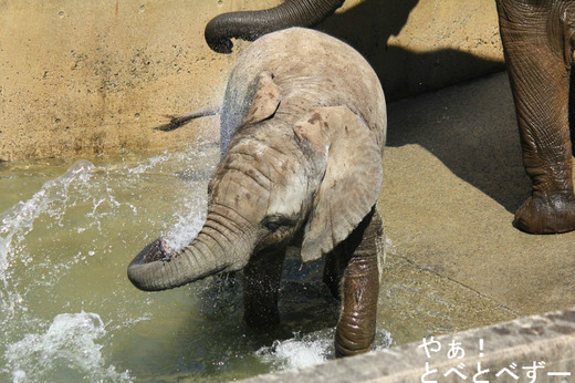 愛媛とべ動物園のアフリカゾウの子象：砥愛（とあ）