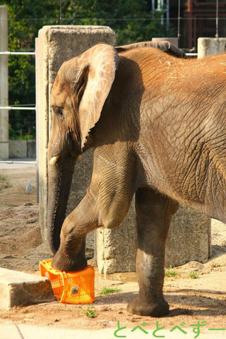 第２回とべ動物園写真コンクルール入賞♪　：やぁ！とべとべずー