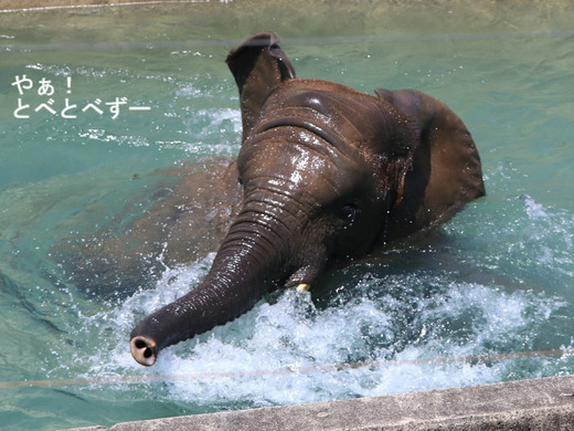 日本で唯一血縁関係のあるアフリカゾウの親子が暮らす愛媛とべ動物園