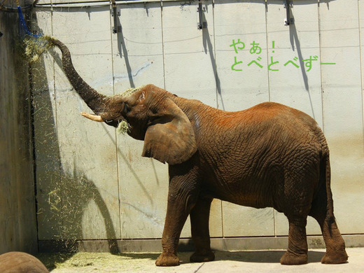 先日亡くなったアフくんの奥さん、リカさん