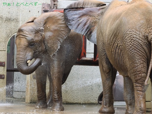 とべ動物園アフリカゾウ:アフ、リカ、媛、砥夢、砥愛