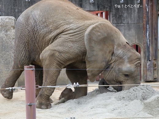 とべ動物園アフリカゾウ：アフ、リカ、媛、砥夢、砥愛