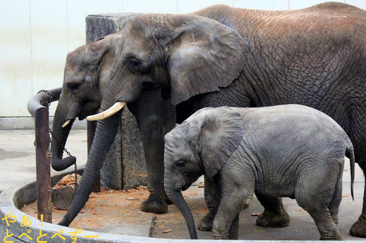 日本で唯一アフリカ象の家族が暮らす愛媛県立とべ動物園
