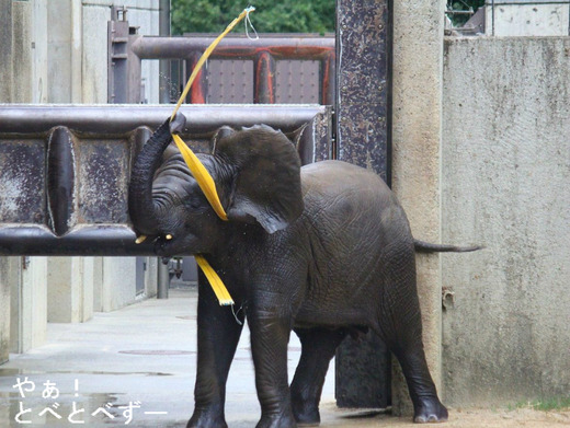 日本で唯一アフリカゾウの子象が見られる愛媛とべ動物園