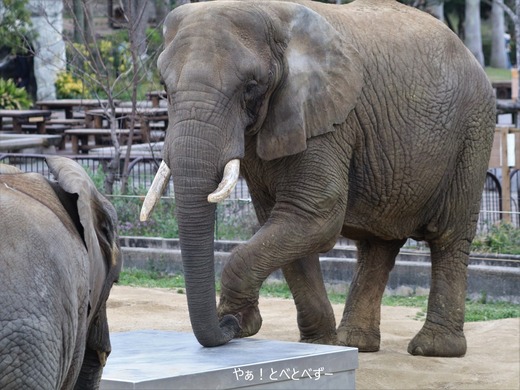 とべ動物園アフリカゾウ:リカ母さん(メス、推定35歳)