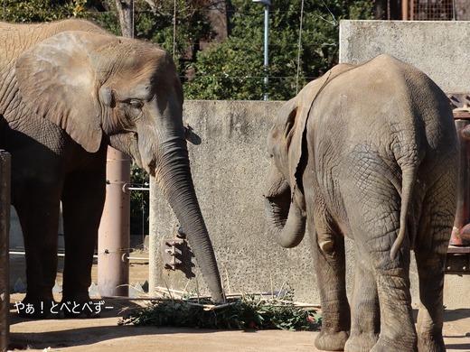 とべ動物園アフリカゾウ:媛ちゃん’(メス、15歳)