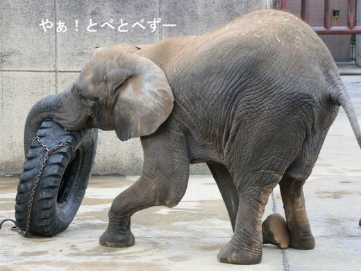 とべ動物園ブログ:媛、ピース、柑太郎、砥々丸、ハヤト、タフ