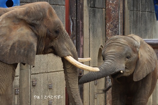 とべ動物園アフリカゾウのブログ:やぁ!とべとべずー