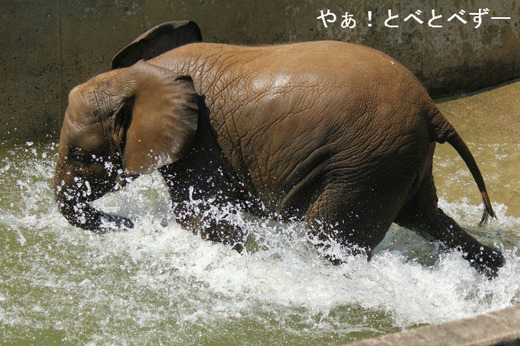 とべ動物園アフリカゾウ・砥愛ちゃんのブログ