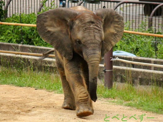 とべ動物園アフリカゾウのブログ:やぁ!とべとべずー