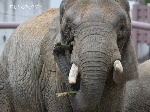 アフリカゾウ写真家：矢野賢一（やぁ！とべとべずー）