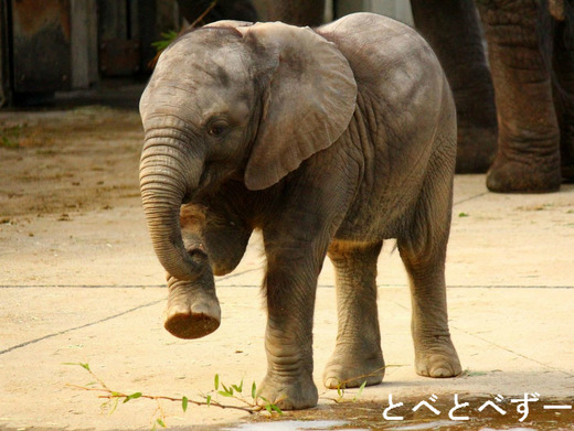 アフリカゾウの赤ちゃん：砥愛（とあ）ちゃん（とべ動物園：愛媛）