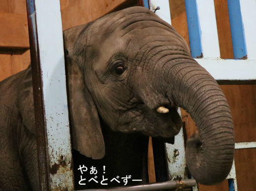 とべ動物園アフリカゾウ