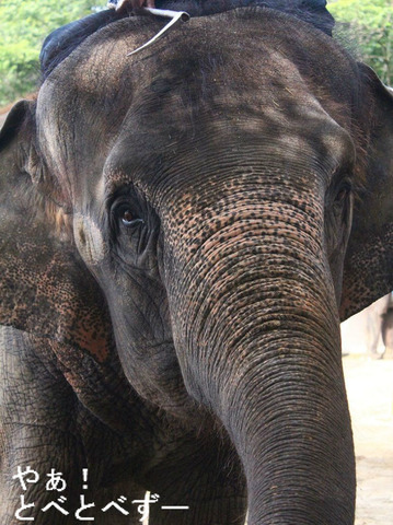ゾウさん大好きブログ:やぁ!とべとべずー